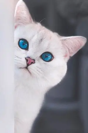 ปกนิยาย - The Purr-fect Fall -  #รักแมวข้างบ้าน