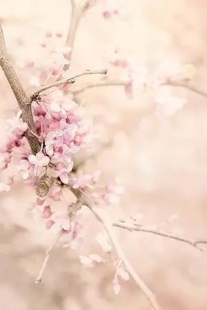 ปกนิยาย ลำนำเจ้าสาวจิ้งจอก