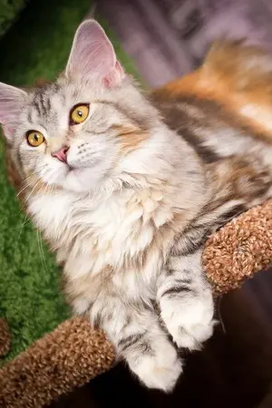 ปกนิยาย Maine Coon's Dairy and The Puzzle System