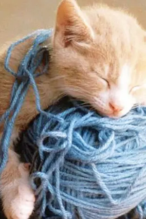 ปกนิยาย คู่มือเลี้ยงแมวฉบับมาร์คต้วน | GOT7 MarkNior