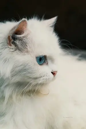 ปกนิยาย ขายนิยายอิโรติกมือสอง เหลือเพียงเล่มละ 50 บ. และ 90 บ.