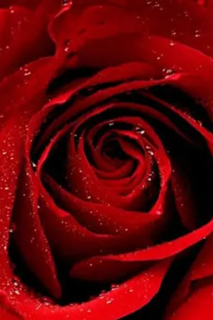 ปกนิยาย รสรักล่าสวาท อัพใหม่ [ฟองซัวล์xชาลิตา]