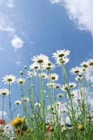 ปกนิยาย Fic :: VALET :: KYUHAE WONHYUK