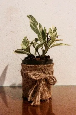 ปกนิยาย die Welt | NCT