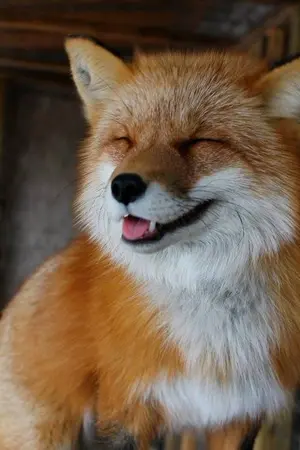 ปกนิยาย หางข้านุ่มฟูที่สุด | #ป๋อจ้าน