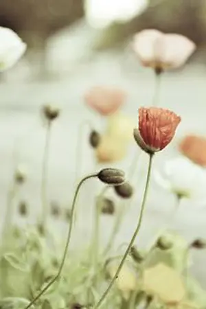 ปกนิยาย I will love you and love you. [ HUNHAN ]