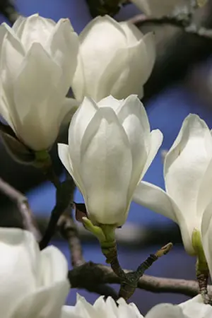 ปกนิยาย เมีย KrisHo