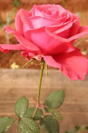 ปกนิยาย ชู้ [JunSeung]