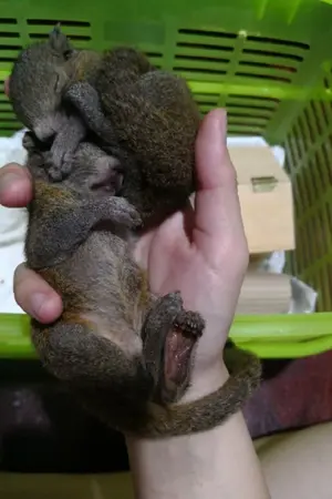 ปกนิยาย ประสบการณ์เลี้ยงลูกกระรอก(โดยบังเอิญ)