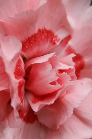 ปกนิยาย [ Love to lock ] รักพลิกล็อคของนายจอมซื่อกับยัยบ้ายิ้ม