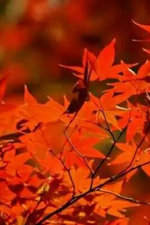 ปกนิยาย [Fic Maple Story]