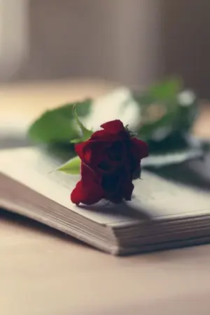 ปกนิยาย The souvenir บันทึกความทรงจำ