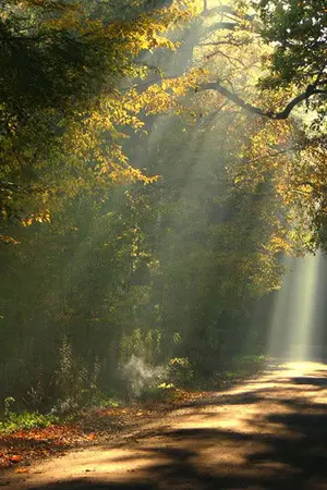 ปกนิยาย แสงทองส่องรัก