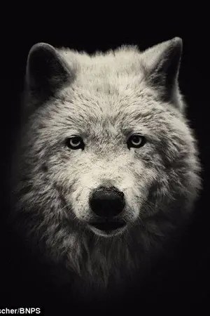 ปกนิยาย [FIC] Affiance #แดนฮวี #Danhwi