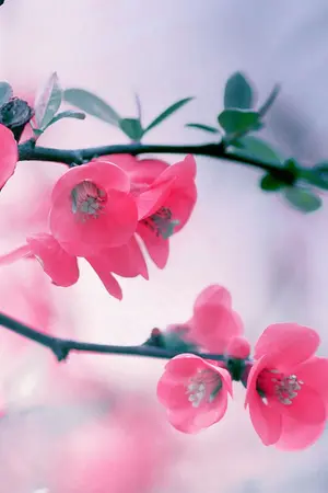 ปกนิยาย { EXO } 'Series of Love' - Sweet And Flowers