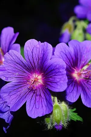 ปกนิยาย ผัวป่าเถื่อน (E-BOOK)