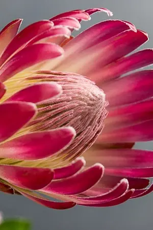 ปกนิยาย สวาทรัก เมียไฮโซ