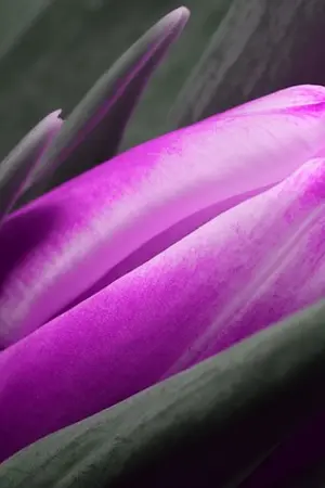 ปกนิยาย ผัวนักรัก