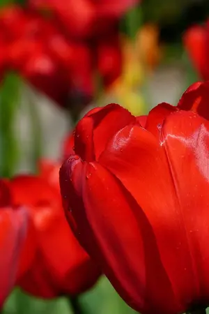 ปกนิยาย เพลิงรัก สวาทร้อน