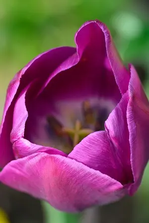 ปกนิยาย เงารัก ปรารถนาเถื่อน