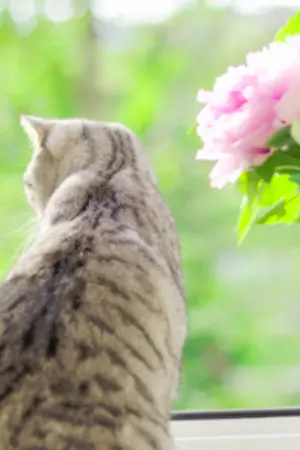 ปกนิยาย |NIELONG| Summer Cat #คอนโดแมวดุ