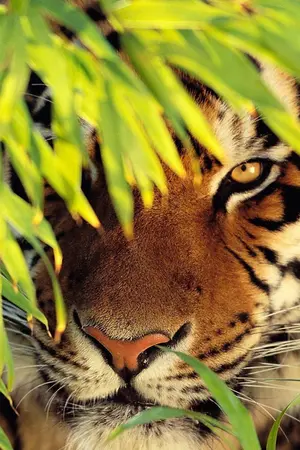 ปกนิยาย ดวงใจพยัคฆ์