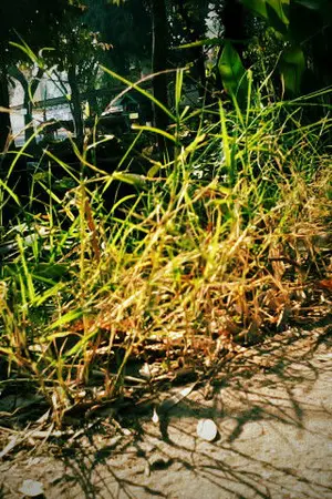 ปกนิยาย ผีหลอก