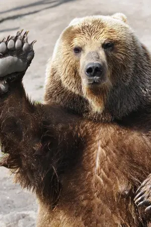 ปกนิยาย 「 BEARCAVE X SHORTFIC 」