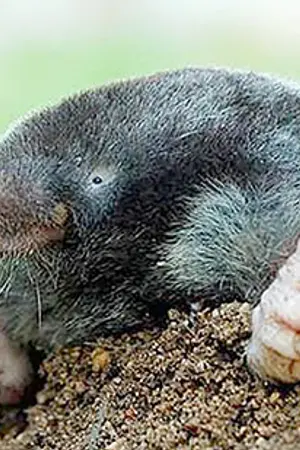 ปกนิยาย 「 MOLE HOLE X NCT SHORTFIC 」