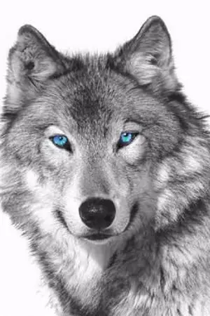 ปกนิยาย WOLF (CHANSOO)