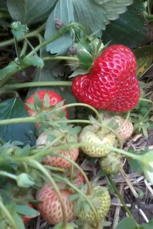 ปกนิยาย เมียฝรั่งต้องสู้