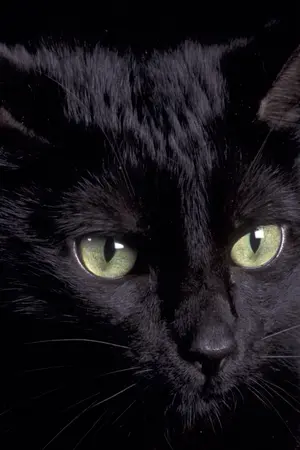 ปกนิยาย HELLO MY CAT ♔ BIGBANG EXO SNSD APINK