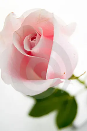 ปกนิยาย รักดอกไม้สายเกินไป