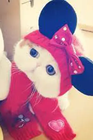 ปกนิยาย คนรักแมว