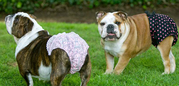 5 อันดับไอเท็มสุนัขสุดฮา จาก Petloft.com | Dek-D.com