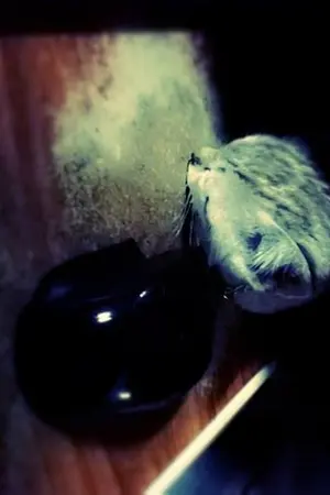 ปกนิยาย listen to music(ไม่ใช่นิยาย)