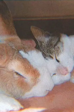 ปกนิยาย [ os : sf ] ✿ Diary of love ✿ #มินฮยอนบิน #บินมิน