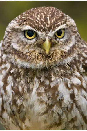 ปกนิยาย REINCARNATION : เปลี่ยนชาติวนไปค่ะ