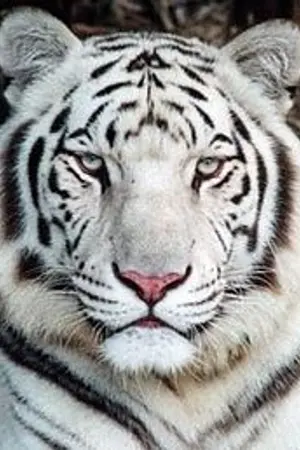 ปกนิยาย ความฝันของเด็กชาย