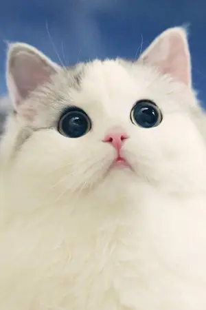 ปกนิยาย เด็กแมว {yaoi}