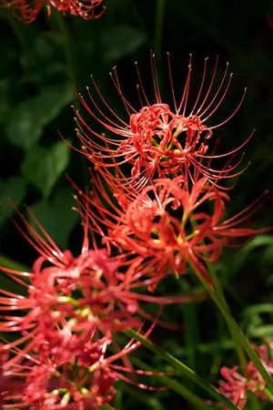 ปกนิยาย Once upon a time #นิทานพันปี