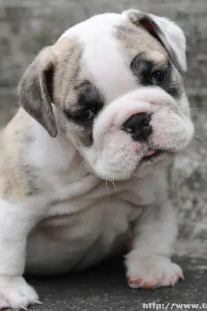 ปกนิยาย MA BOY .