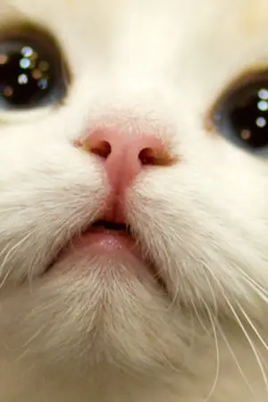 ปกนิยาย นายบาสตี้มีลูกแมวเหมียว (Yaoi) My sweet kitten!