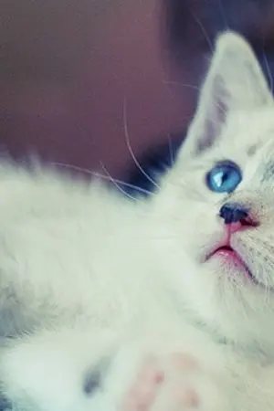 ปกนิยาย [OS/JUNDONG] Kitten