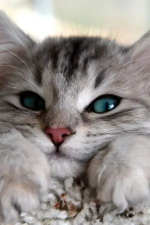 ปกนิยาย [OS/JUNDONG] Kitten(s) II