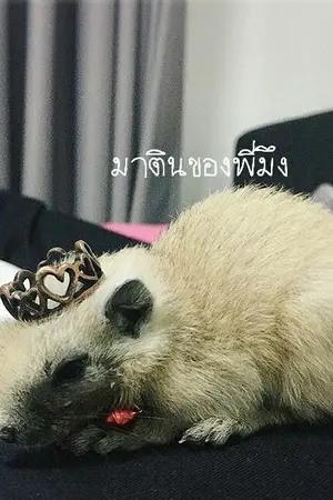 ปกนิยาย [SF/OS] The romance เกรทพอร์ช ไบร์ทมิวซ์