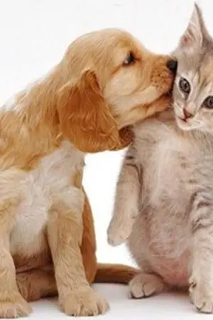 ปกนิยาย omotesando : แมวจ๋ากับหมาหล่อ {Singular}