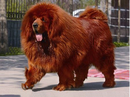 12 สายพันธุ์สุนัขที่แพงที่สุดในโลก! | Dek-D.Com