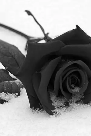 ปกนิยาย [Fic GOT7] B e T r A y