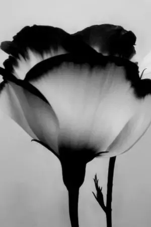 ปกนิยาย Fic Mark x You Ft.got7  ::  Gift crazy love ☠